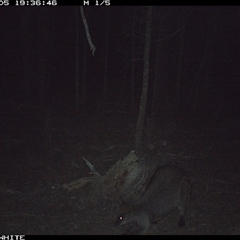 Wallabia bicolor (Swamp Wallaby) at Crowther, NSW - 5 Jun 2025 by Frecko