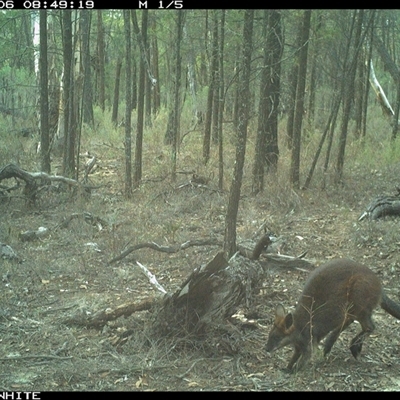 Wallabia bicolor (Swamp Wallaby) at Crowther, NSW - 6 Jun 2025 by Frecko