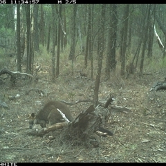 Wallabia bicolor (Swamp Wallaby) at Crowther, NSW - 6 Jun 2025 by Frecko