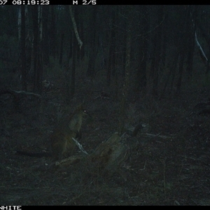 Wallabia bicolor (Swamp Wallaby) at Crowther, NSW - 7 Jun 2025 by Frecko