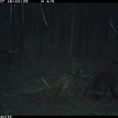 Wallabia bicolor (Swamp Wallaby) at Crowther, NSW - 7 Jun 2025 by Frecko