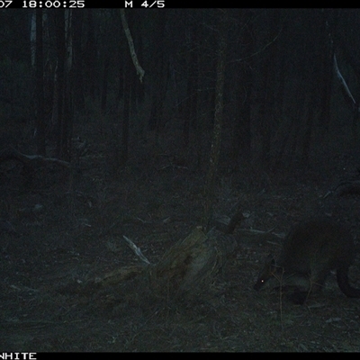 Wallabia bicolor (Swamp Wallaby) at Crowther, NSW - 7 Jun 2025 by Frecko