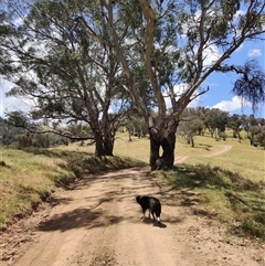 Eucalyptus blakelyi at Jingellic, NSW - Today by IreneDiLauro