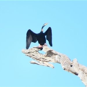 Anhinga novaehollandiae at Anabranch South, NSW - 27 Jun 2025 02:07 PM