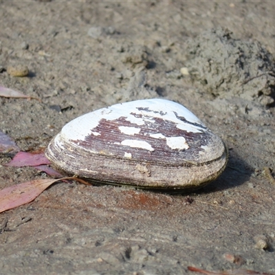 Velesunio ambiguus at Anabranch South, NSW - 27 Jun 2025 by MB