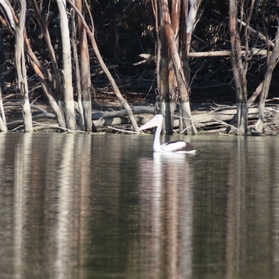 Pelecanus conspicillatus at Anabranch South, NSW - 27 Jun 2025 by MB