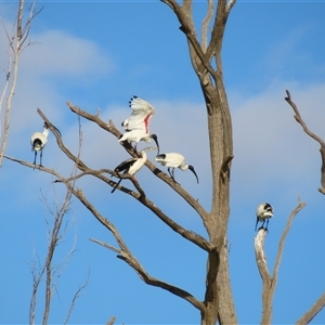 Threskiornis molucca at Anabranch South, NSW - 27 Jun 2025 by MB