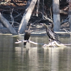Phalacrocorax sulcirostris at Anabranch South, NSW - 27 Jun 2025 by MB