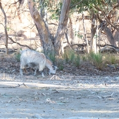 Capra hircus at Anabranch South, NSW - 27 Jun 2025 by MB