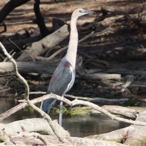 Ardea pacifica at Anabranch South, NSW - 27 Jun 2025 02:30 PM