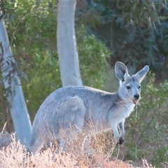 Osphranter robustus erubescens at Milparinka, NSW - 29 Jun 2025 by MB