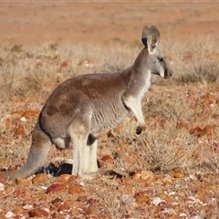 Osphranter rufus at Milparinka, NSW - 29 Jun 2025 by MB