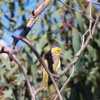 Ptilotula penicillata at Milparinka, NSW - 29 Jun 2025 by MB