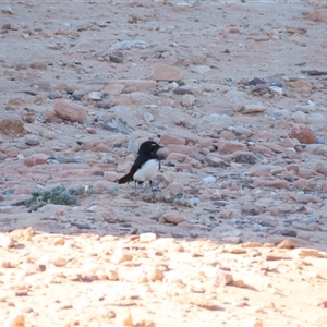 Rhipidura leucophrys at Milparinka, NSW - 29 Jun 2025 by MB