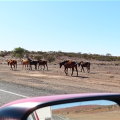Capra hircus at Tibooburra, NSW - 30 Jun 2025 by MB