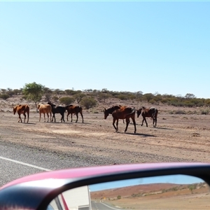 Capra hircus at Tibooburra, NSW - 30 Jun 2025 by MB