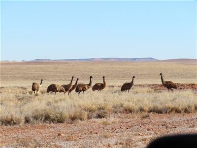 Dromaius novaehollandiae (Emu) at Tibooburra, NSW - 30 Jun 2025 by MB