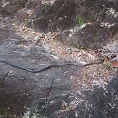 Unverified Snake at Syndicate, QLD - 24 Jul 2022 by JasonPStewartNMsnc2016