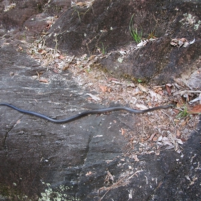 Unverified Snake at Syndicate, QLD - 24 Jul 2022 by JasonPStewartNMsnc2016