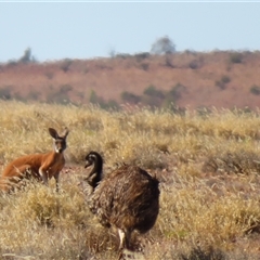 Dromaius novaehollandiae at Tibooburra, NSW - 30 Jun 2025 by MB