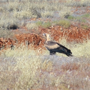 Aquila audax at Tibooburra, NSW - 30 Jun 2025 by MB