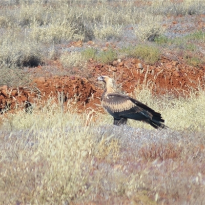 Aquila audax at Tibooburra, NSW - 30 Jun 2025 by MB