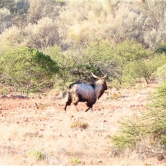 Sus scrofa at Tibooburra, NSW - 30 Jun 2025 by MB