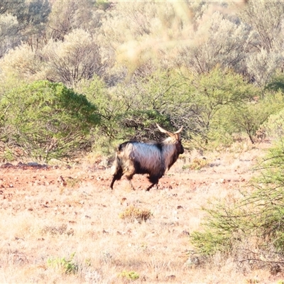 Sus scrofa at Tibooburra, NSW - 30 Jun 2025 by MB