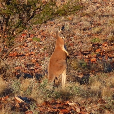 Osphranter rufus at Tibooburra, NSW - 1 Jul 2025 by MB