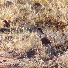 Petroica goodenovii at Tibooburra, NSW - 1 Jul 2025 by MB