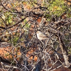 Acanthiza uropygialis at Tibooburra, NSW - 1 Jul 2025 by MB