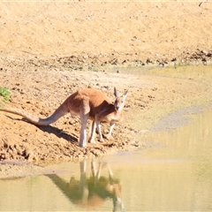 Macropus giganteus at Tibooburra, NSW - 1 Jul 2025 by MB