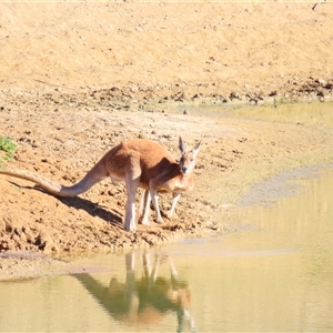 Macropus giganteus at Tibooburra, NSW - 1 Jul 2025 by MB