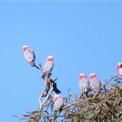 Eolophus roseicapilla at Tibooburra, NSW - 1 Jul 2025 by MB