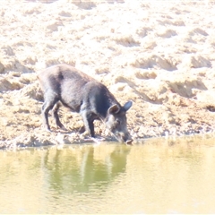Sus scrofa at Tibooburra, NSW - 1 Jul 2025 by MB