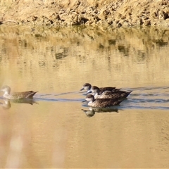 Anas gracilis at Tibooburra, NSW - 1 Jul 2025 by MB
