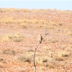 Falco cenchroides at Tibooburra, NSW - 1 Jul 2025 by MB