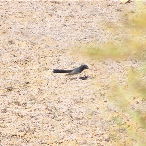 Rhipidura leucophrys at Tibooburra, NSW - 1 Jul 2025 by MB