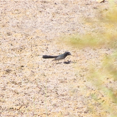Rhipidura leucophrys at Tibooburra, NSW - 1 Jul 2025 by MB