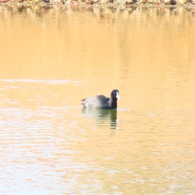 Fulica atra at Tibooburra, NSW - 1 Jul 2025 by MB