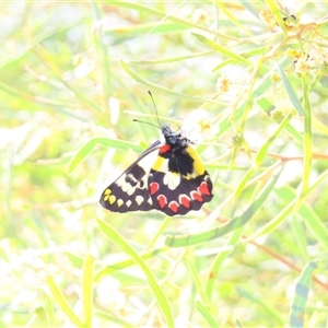 Unverified Butterfly (Lepidoptera, Rhopalocera) at Tibooburra, NSW - 1 Jul 2025 by MB