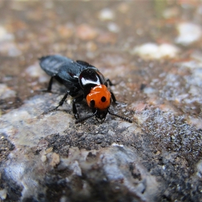 Unverified Insect at Syndicate, QLD - 23 Jul 2022 by JasonPStewartNMsnc2016