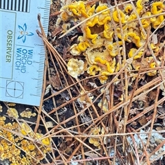 Stereum hirsutum at Emerald, VIC - suppressed