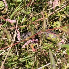 Pseudonaja textilis (Eastern Brown Snake) at Acton, ACT - 19 Feb 2019 by AlisonMilton