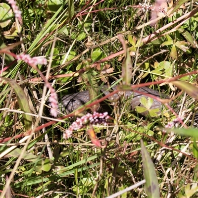 Pseudonaja textilis (Eastern Brown Snake) at Acton, ACT - 19 Feb 2019 by AlisonMilton