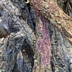 Unverified Other non-black fungi  at Broke, NSW - 9 Jul 2025 by RoyP