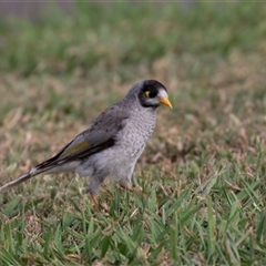 Manorina melanocephala at Acton, ACT - 19 Feb 2019 by AlisonMilton