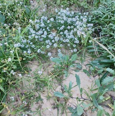 Lobularia maritima at Umina Beach, NSW - Yesterday by LyndalT