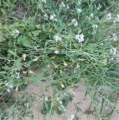 Unverified Other Wildflower or Herb at Umina Beach, NSW - Yesterday by LyndalT