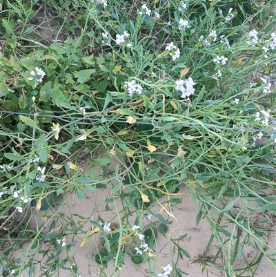 Unverified Other Wildflower or Herb at Umina Beach, NSW - Yesterday by LyndalT